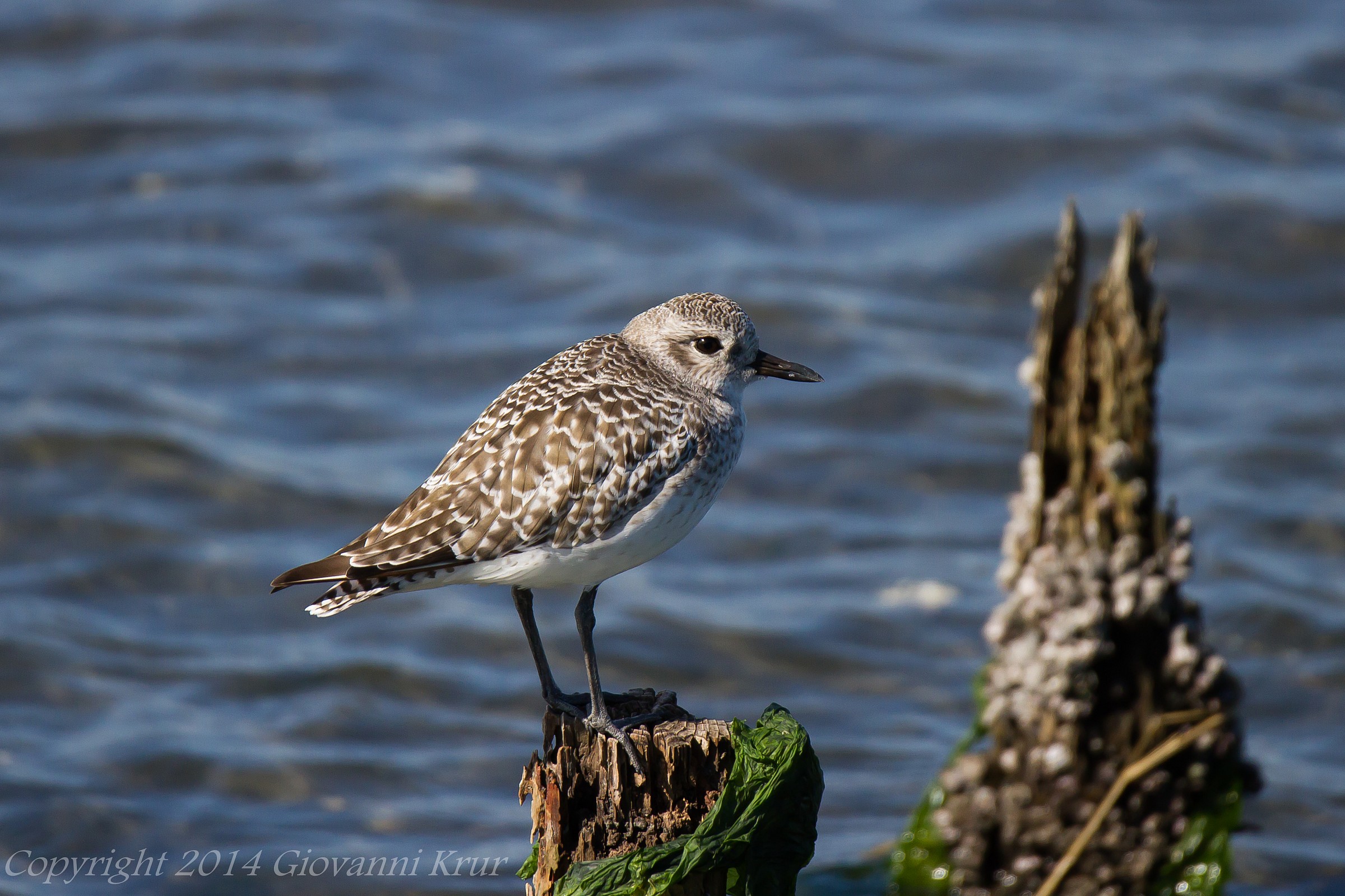 Red-necked Stint