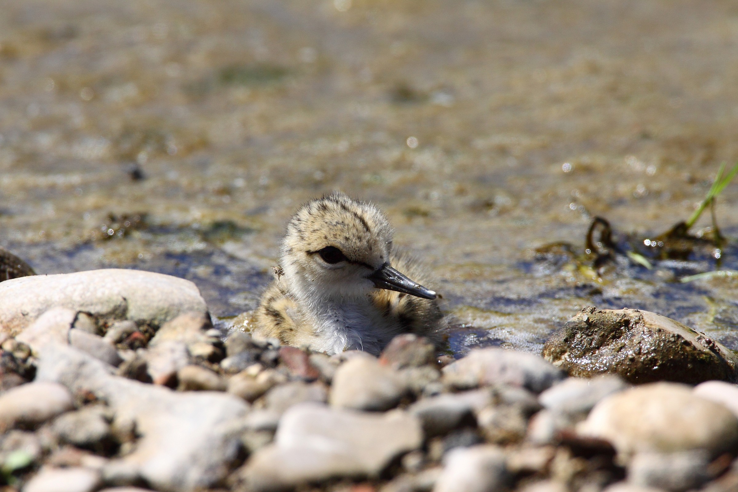 pullus cavaliere d'Italia