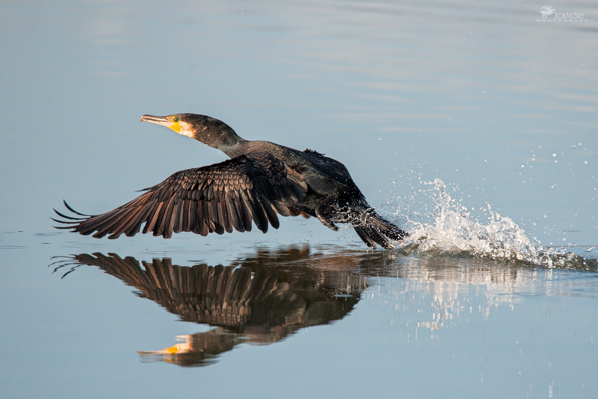 Il decollo del cormorano