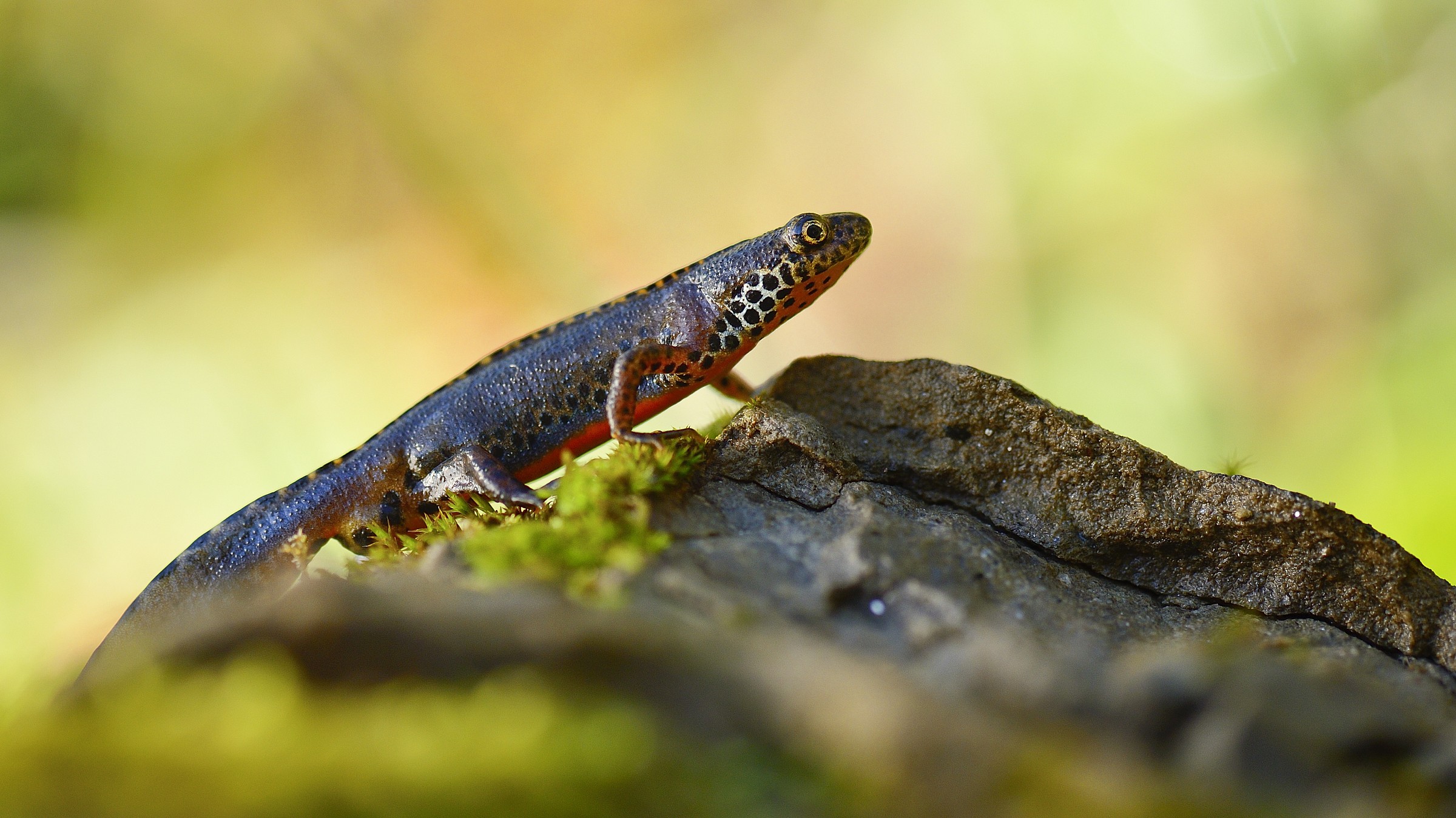Ichthyosaura alpestris