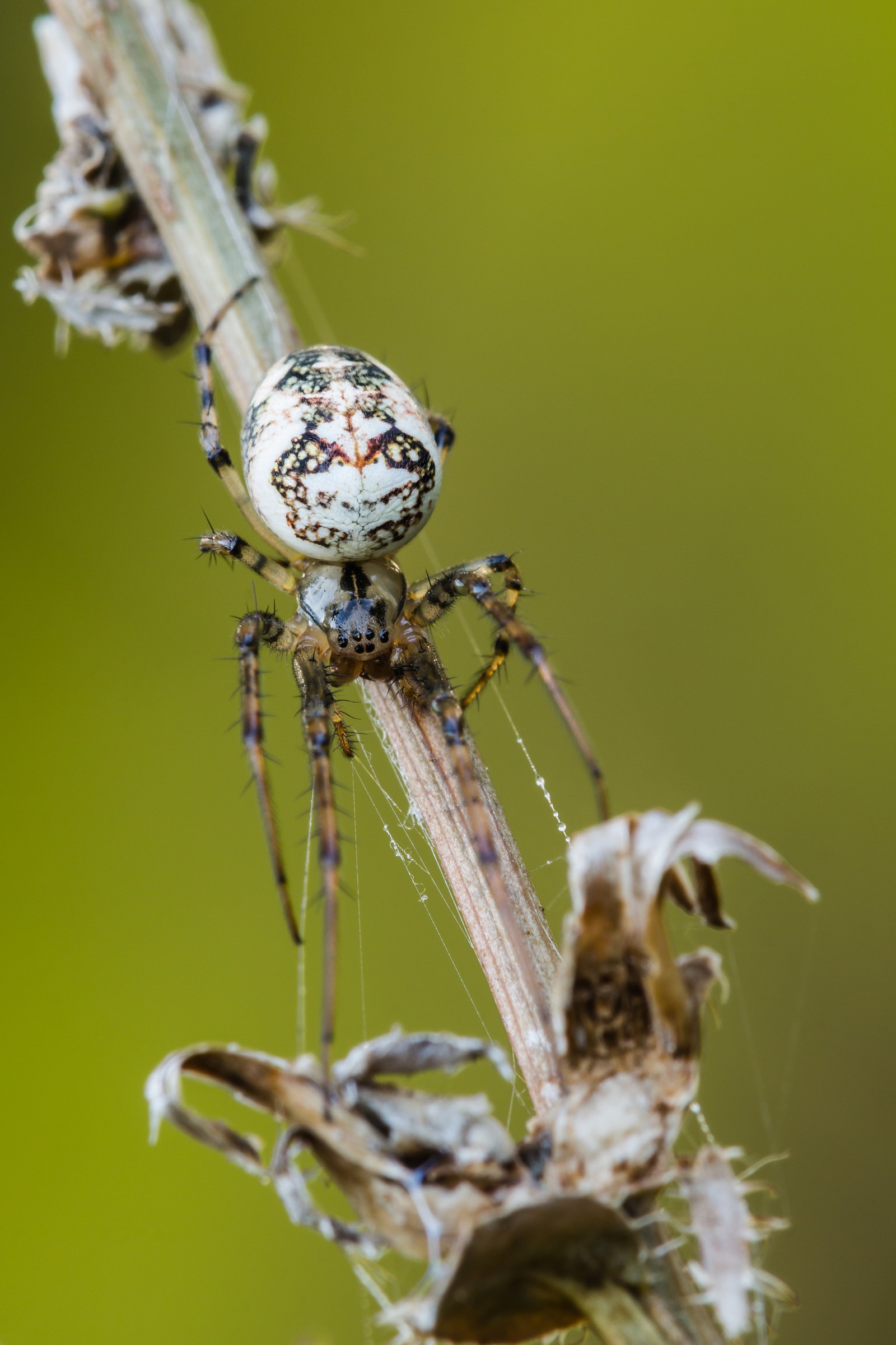 Metellina segmentata (femmina)