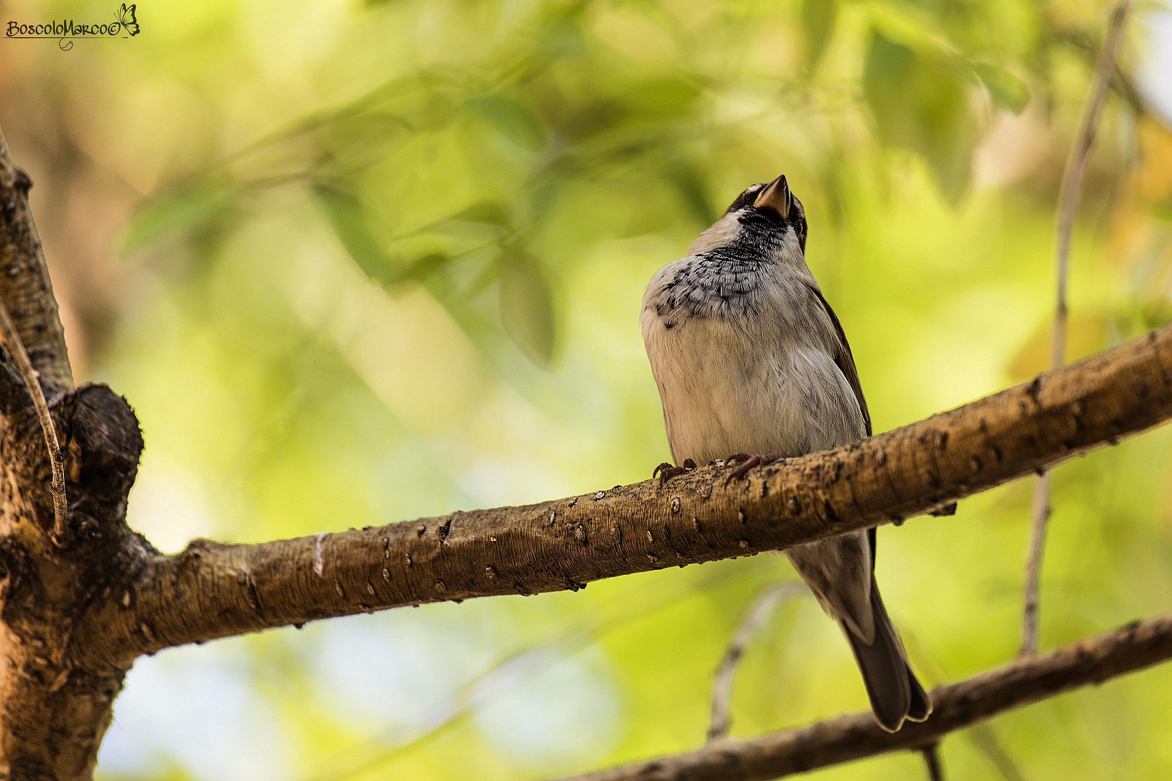 L'oselin della comare