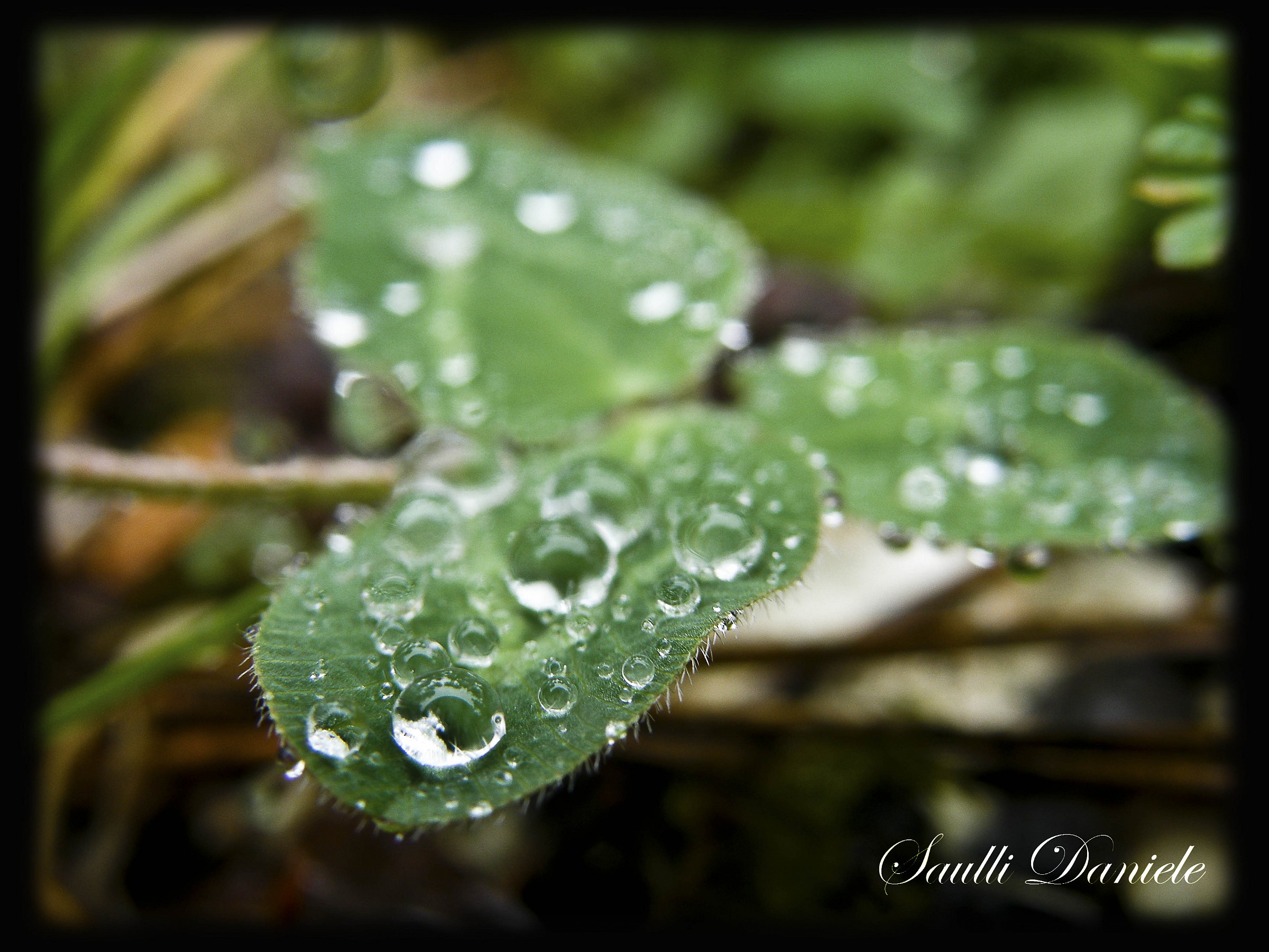 Dew drops 1