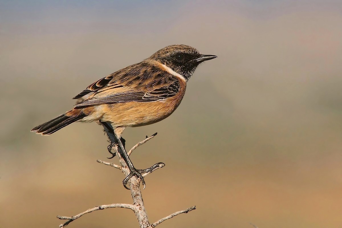 Il mio primo saltimpalo