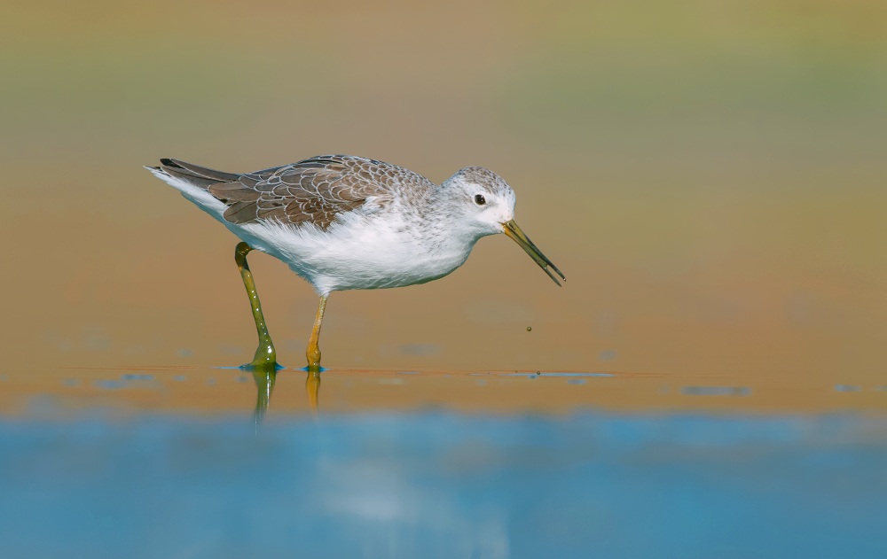 marsh sandpiper