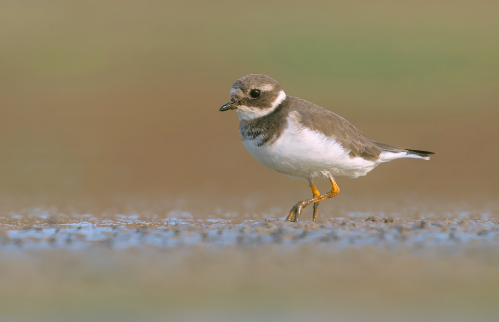 common ringed plover