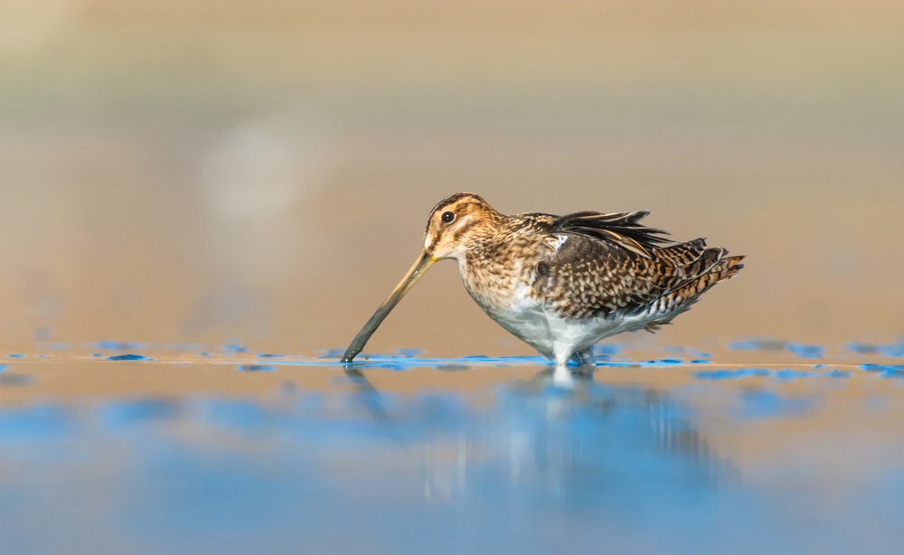 common snipe