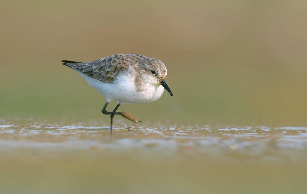 little stint