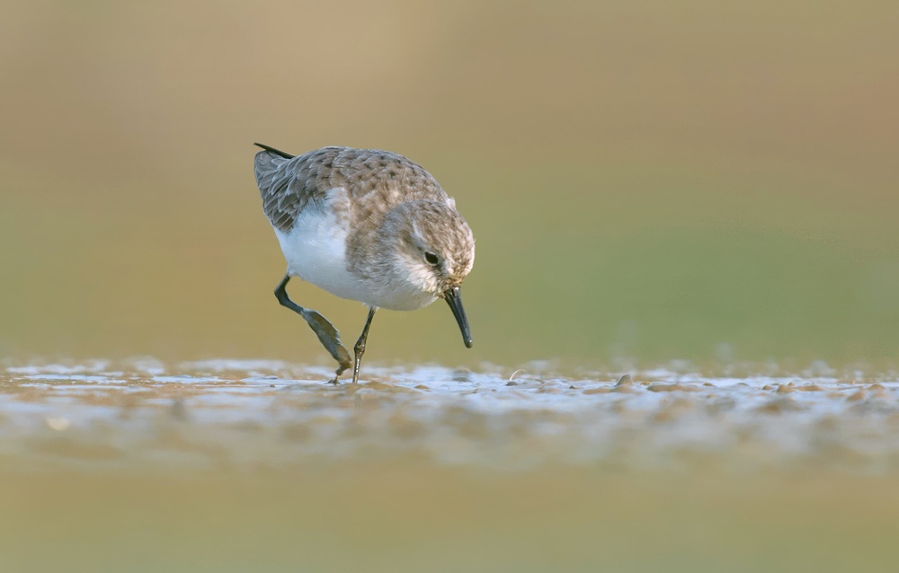 little stint