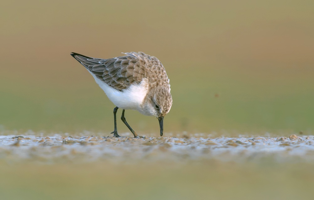 little stint