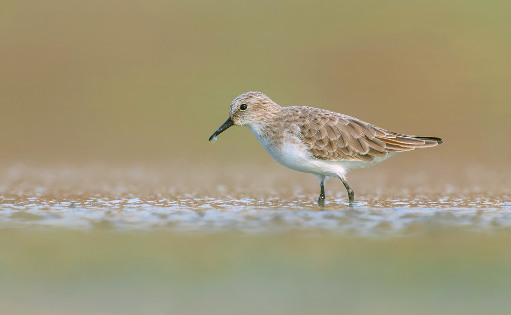 little stint