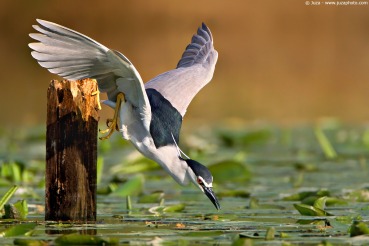 Nycticorax nycticorax