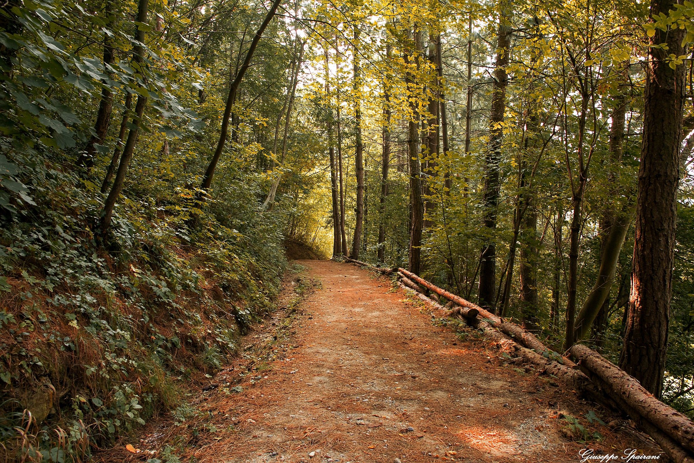 camminando tra i boschi