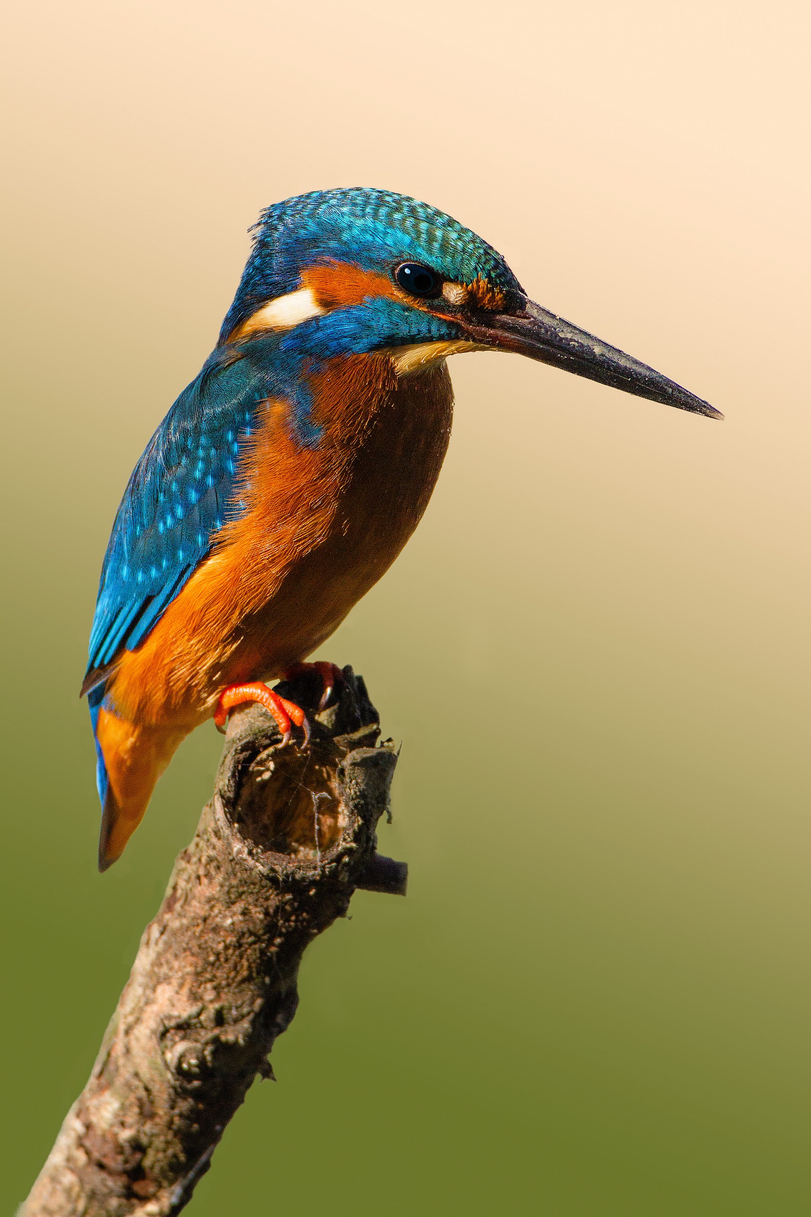 Martino sul posatoio.