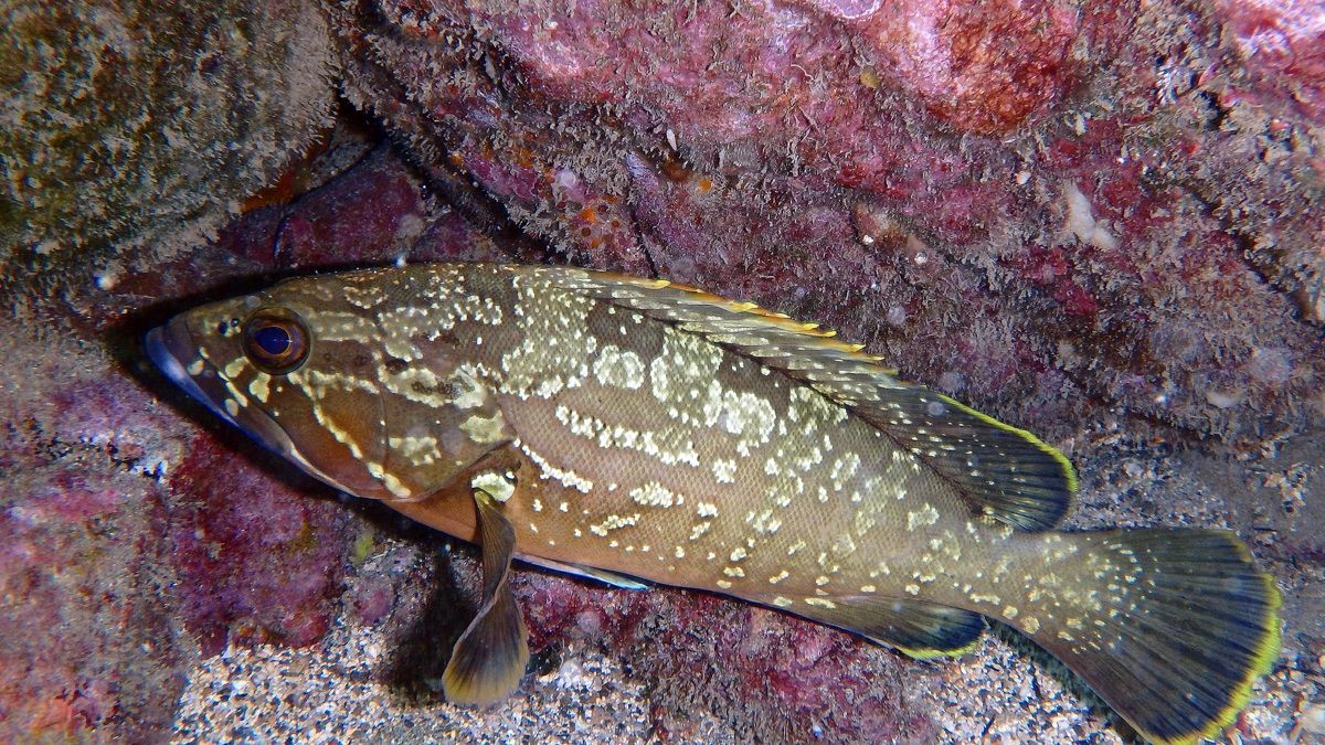 Epinephelus marginatus