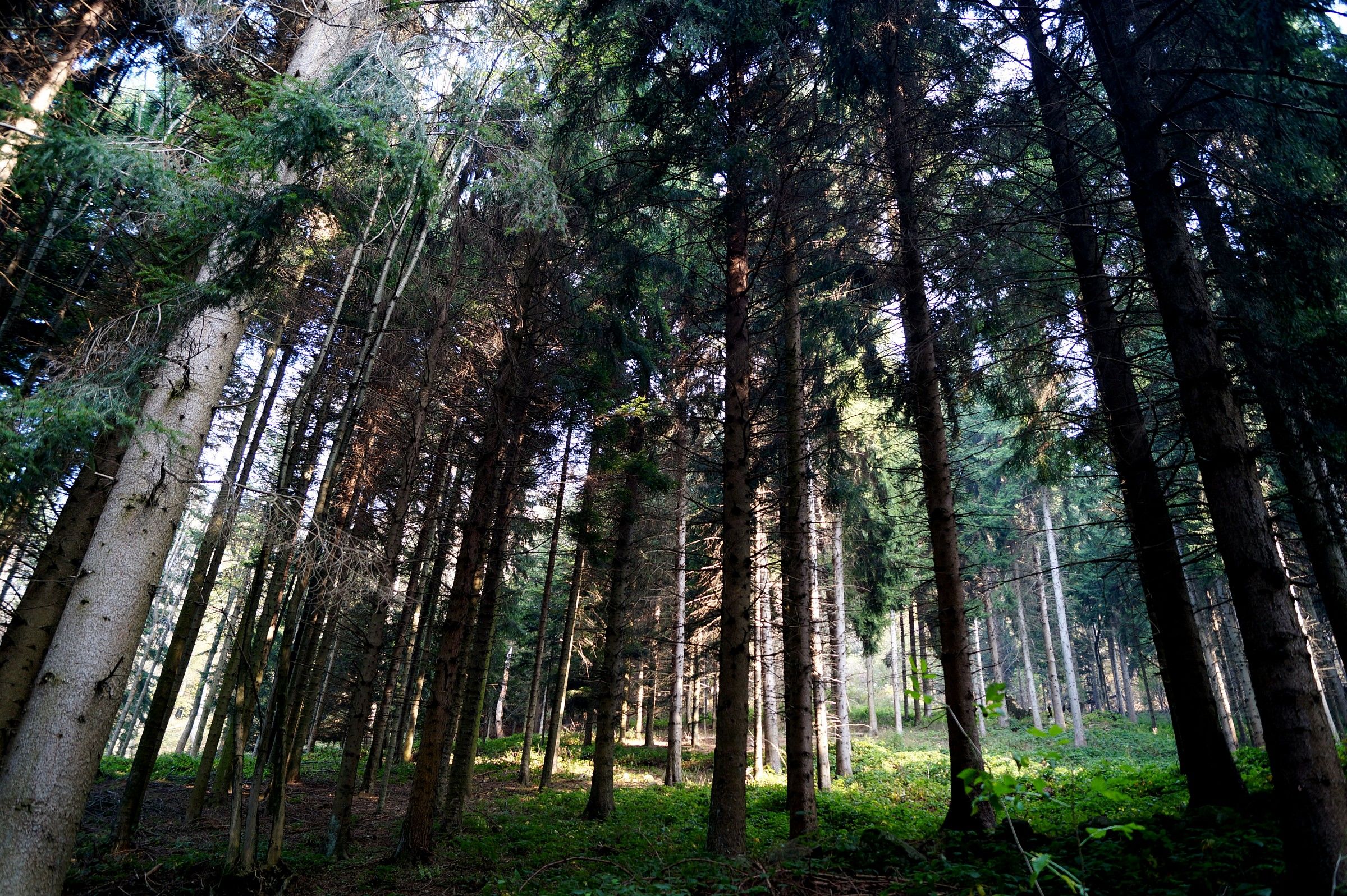 Privilegiati al centro