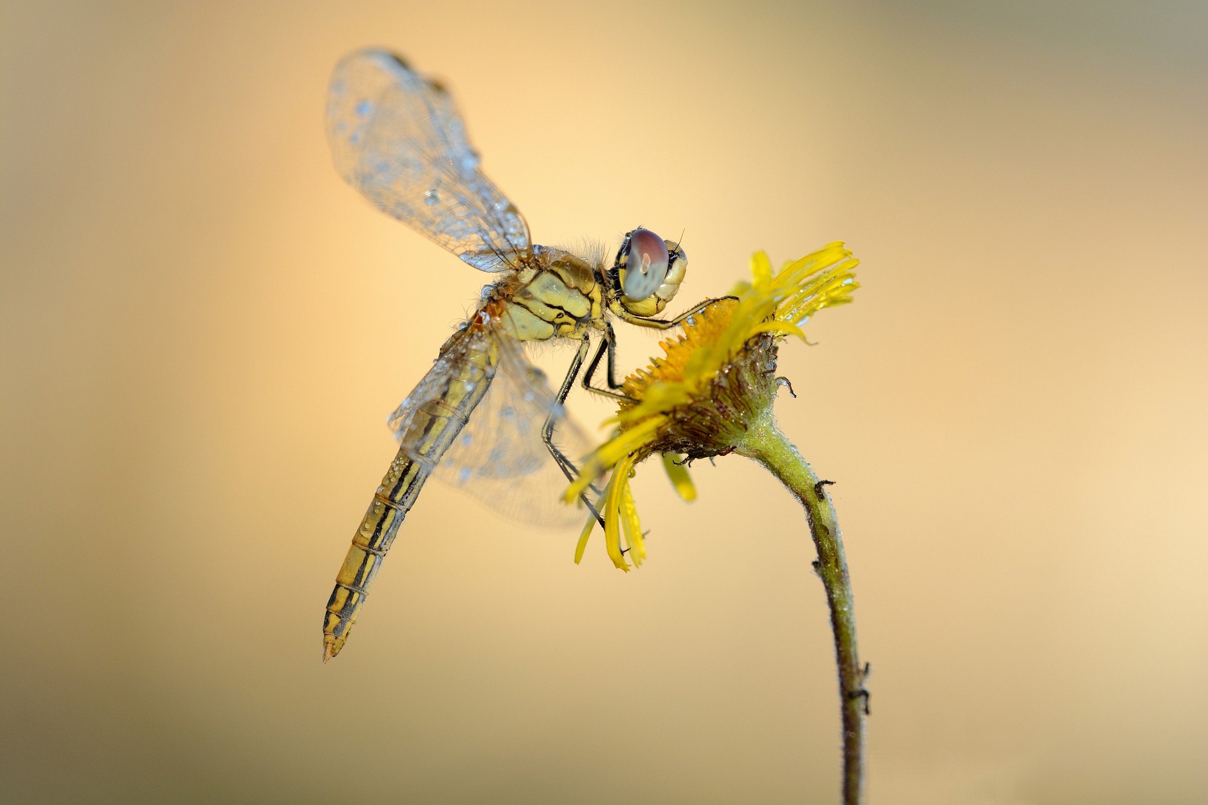 Libellula (Sympetrum fonscolombii)