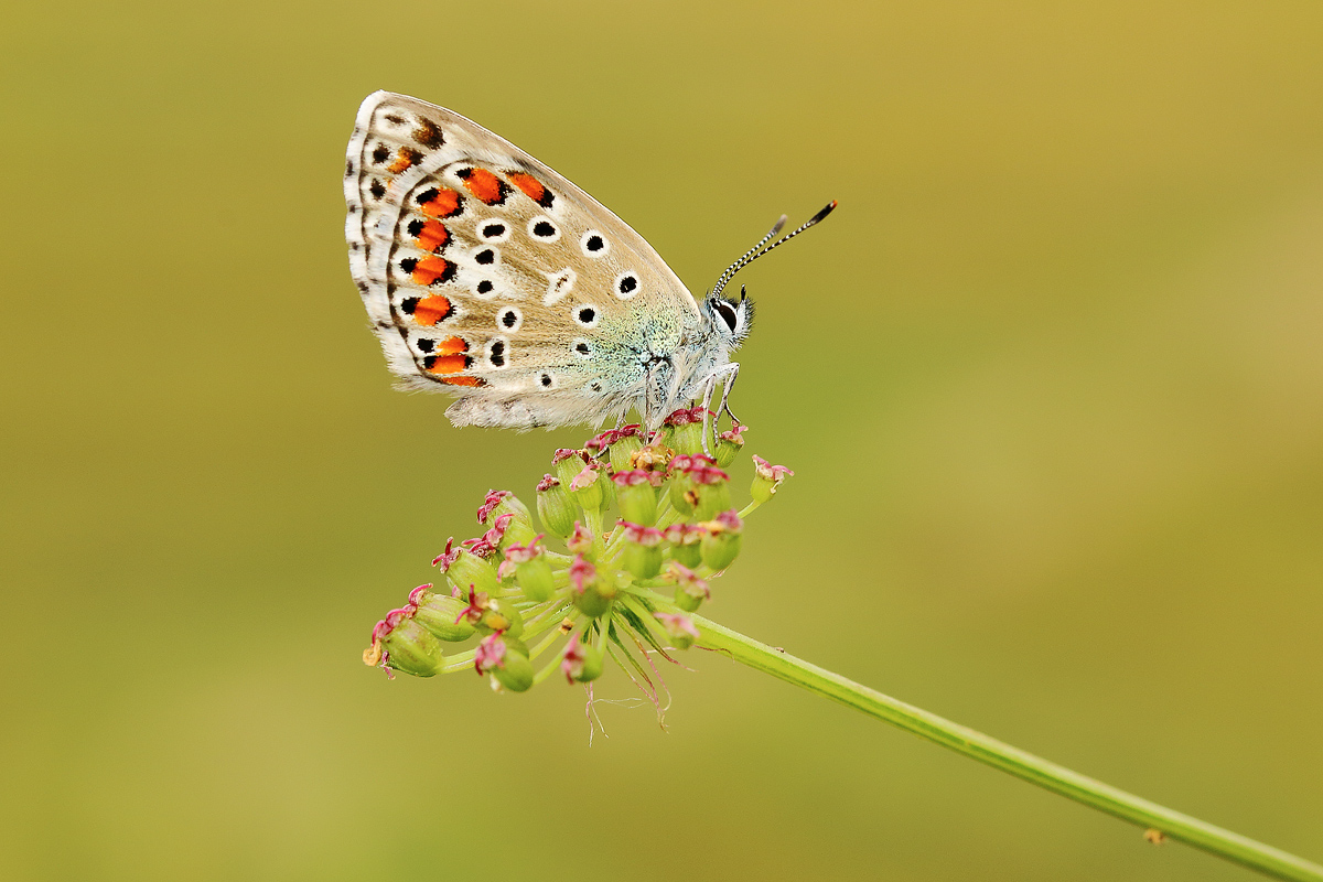 the last butterfly of the year