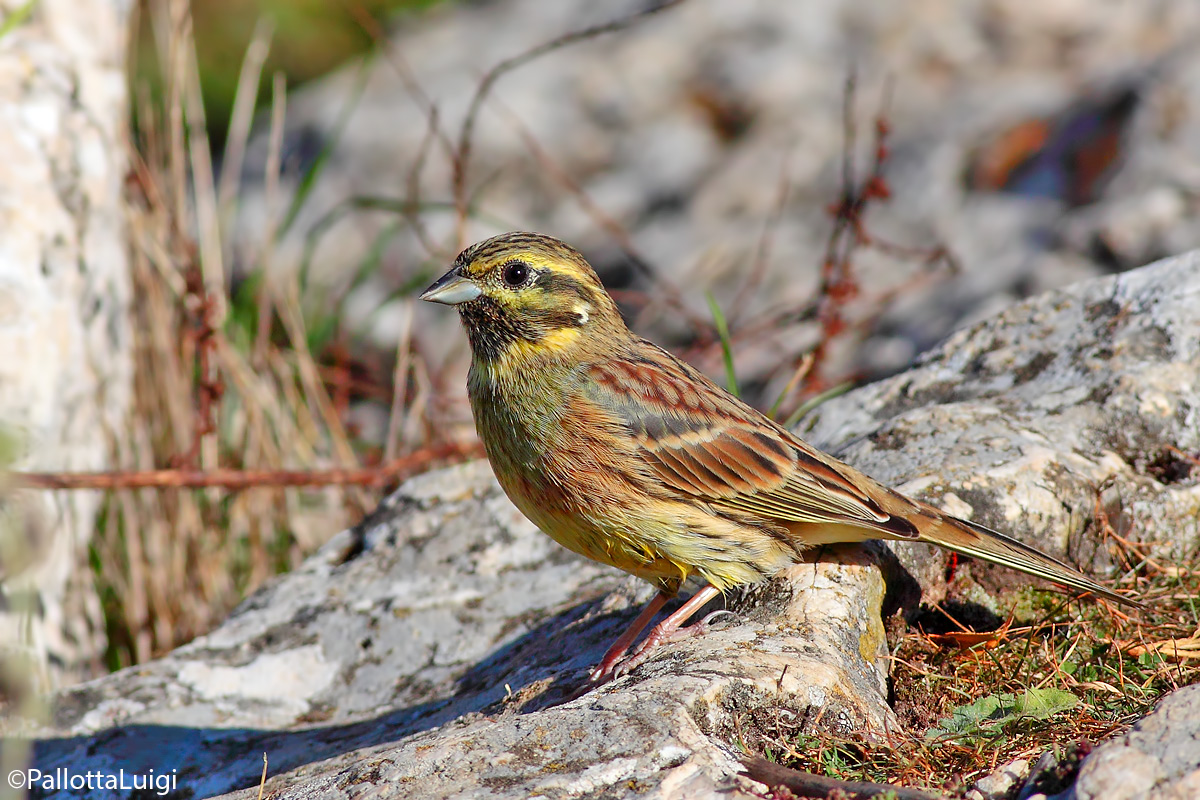 Bunting (Emberiza cirlus)