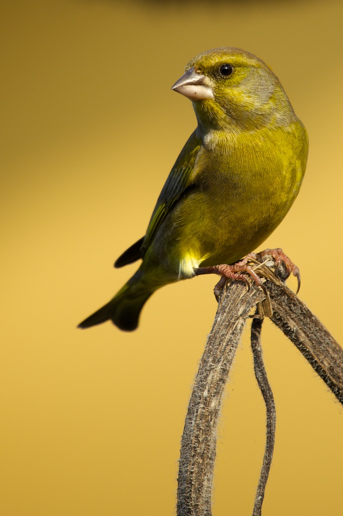 greenfinch