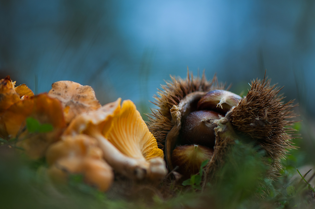 Three chestnuts and a trifolatina.