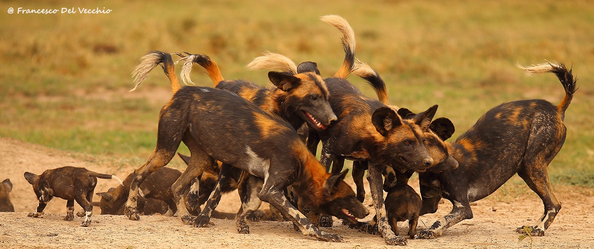 Ol Pejeta Pack nuova cucciolata