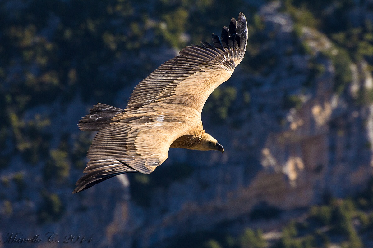 Griffin Gorges du Verdon France