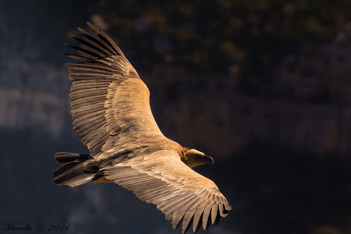 Grifone Gole del Verdon Francia