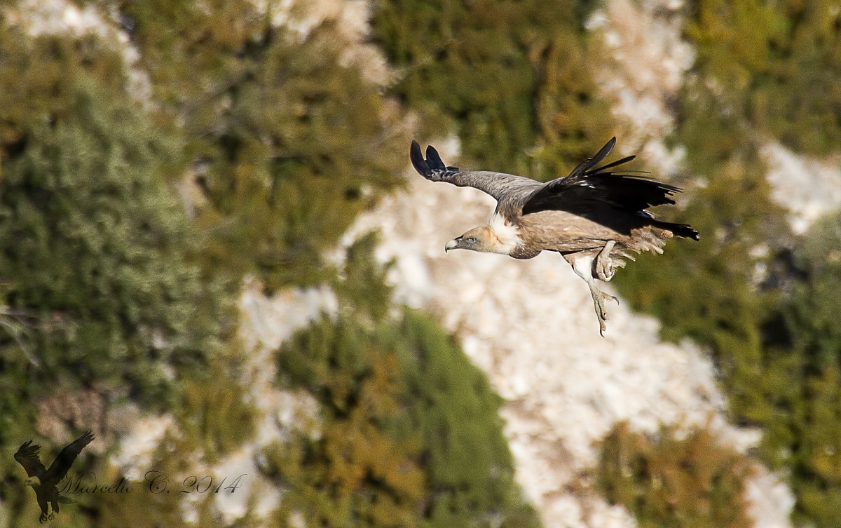Griffin Gorges du Verdon France