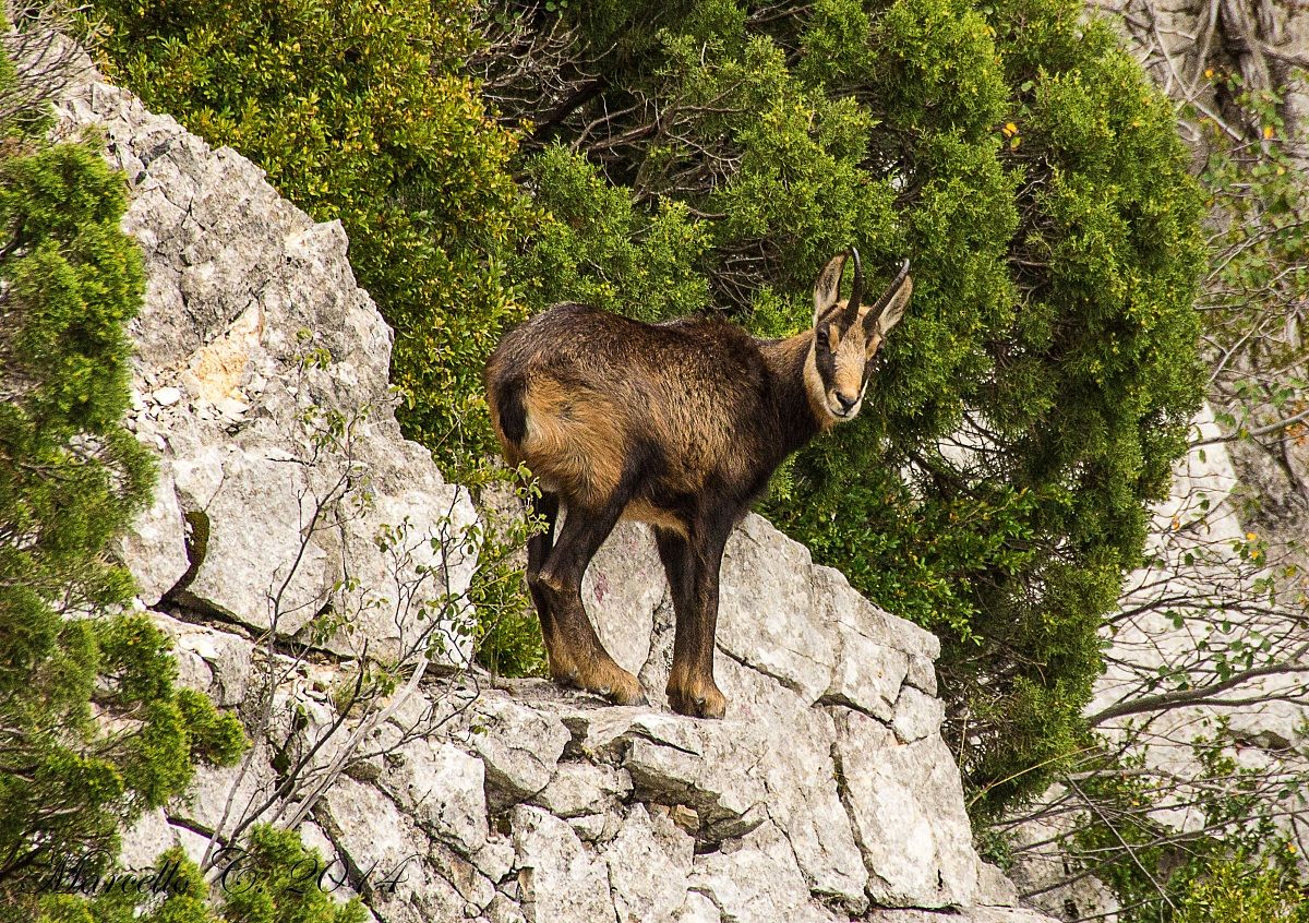 Camoscio Gole del Verdon Francia