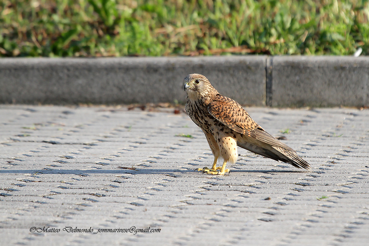 Kestrel