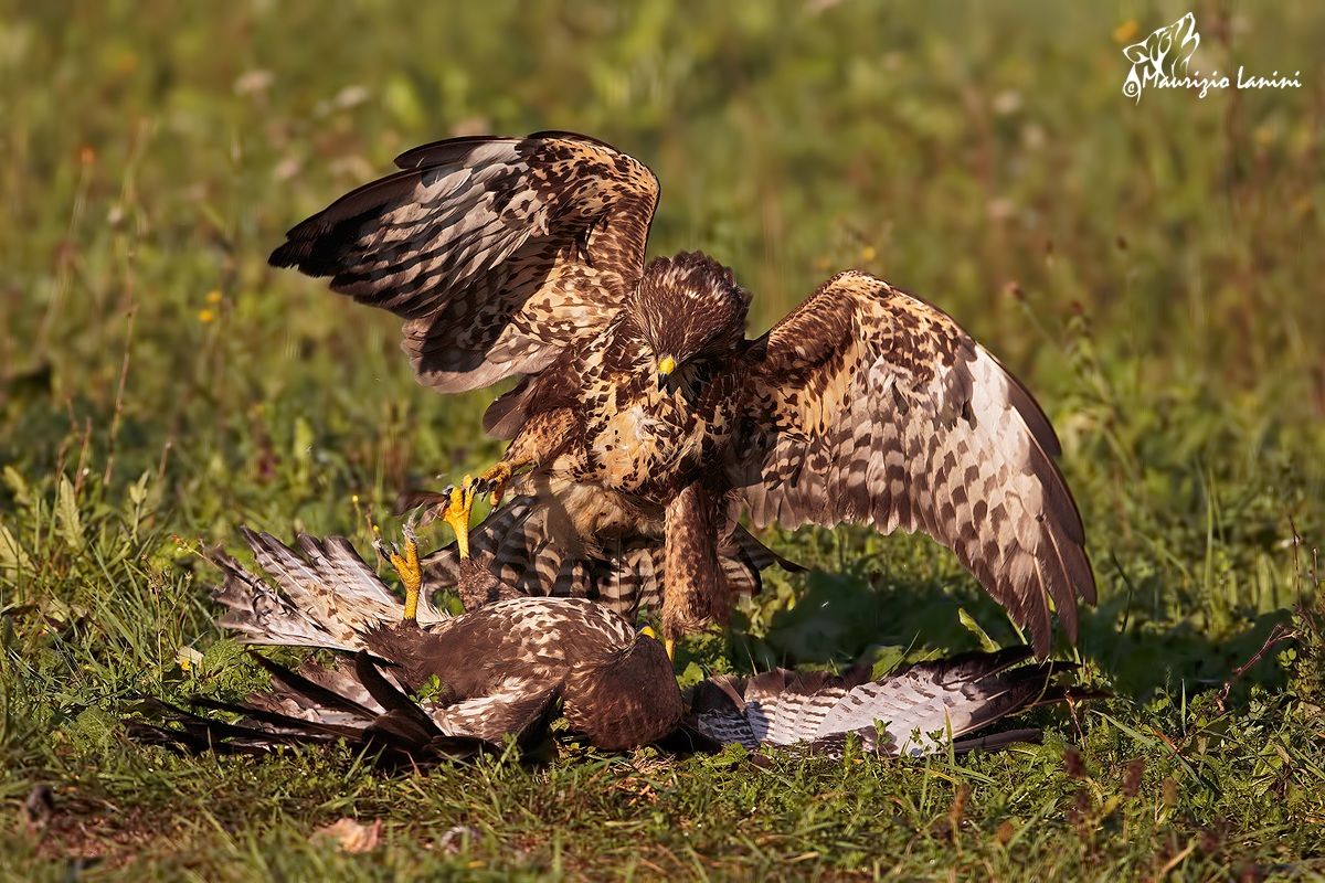 Mi arrendo...ma non troppo