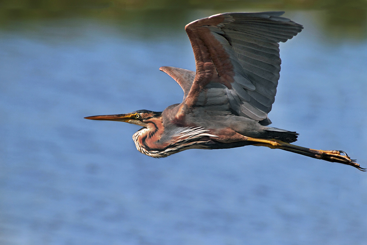 Purple Heron