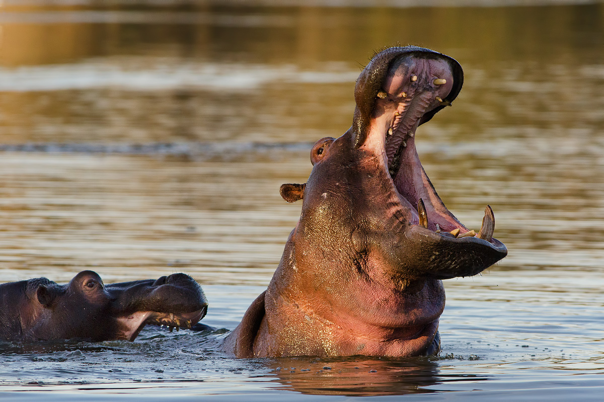 non mordermi la schiena!