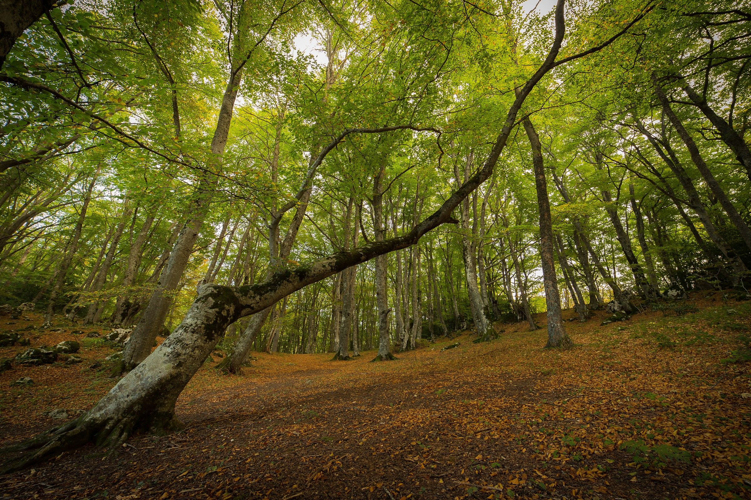 Bosco di Sant'antonio