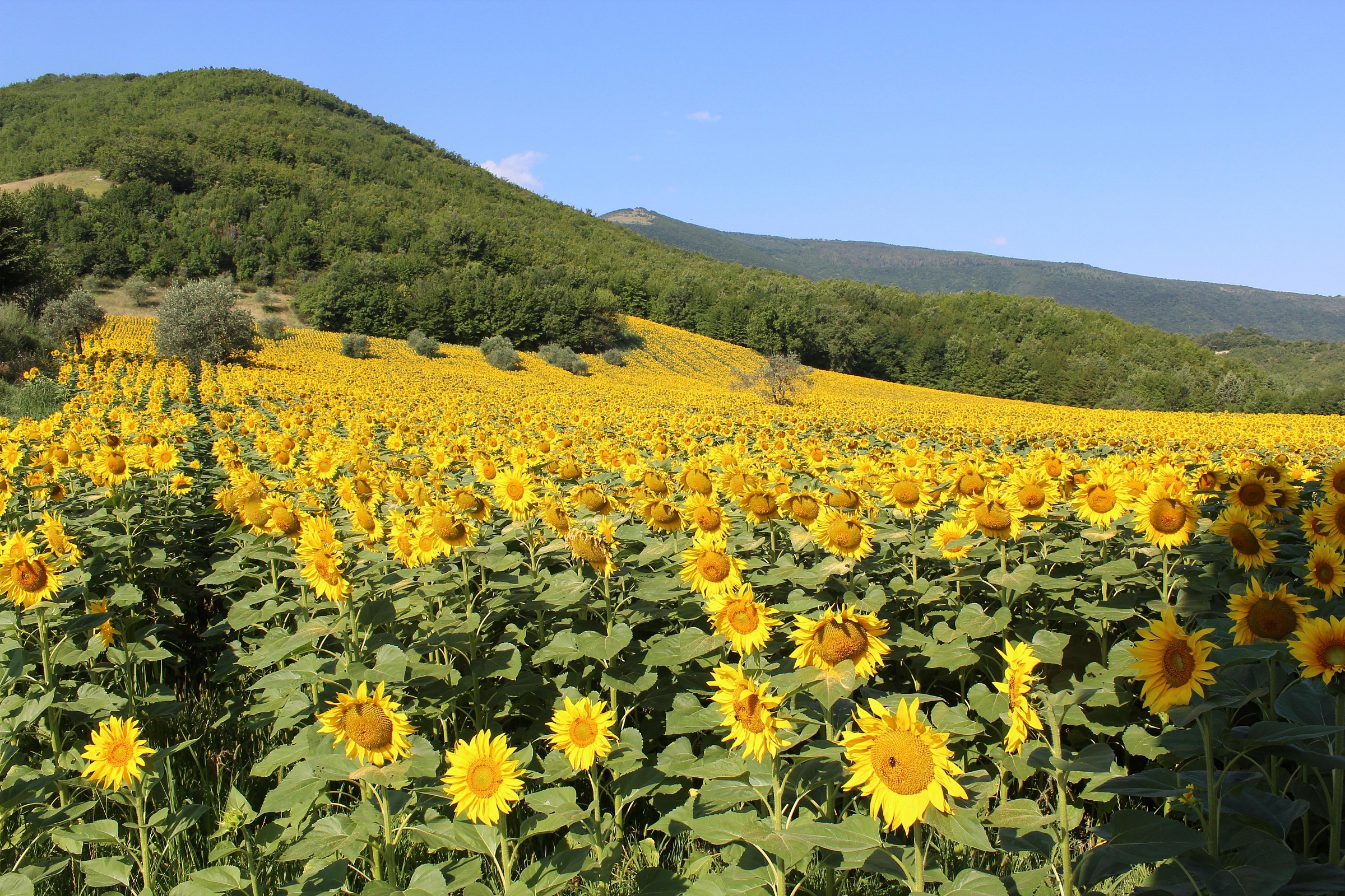Sunflowers in Caldarola