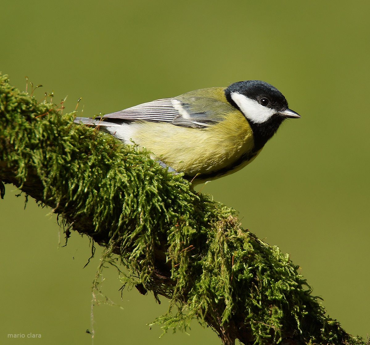 Cinciallegra o mosna