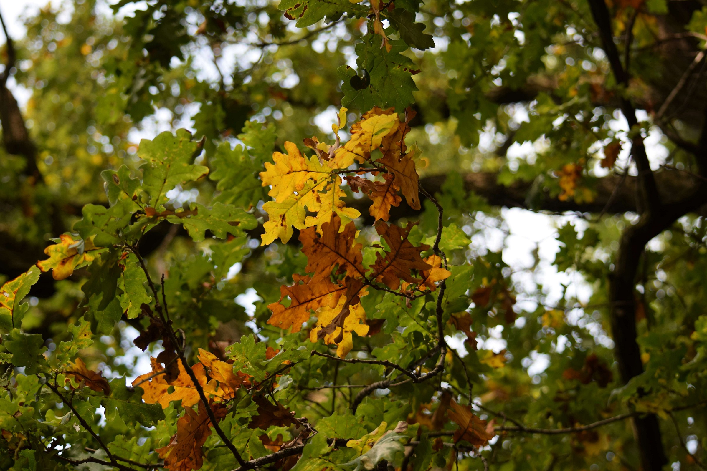 Incominciano ad ingiallire