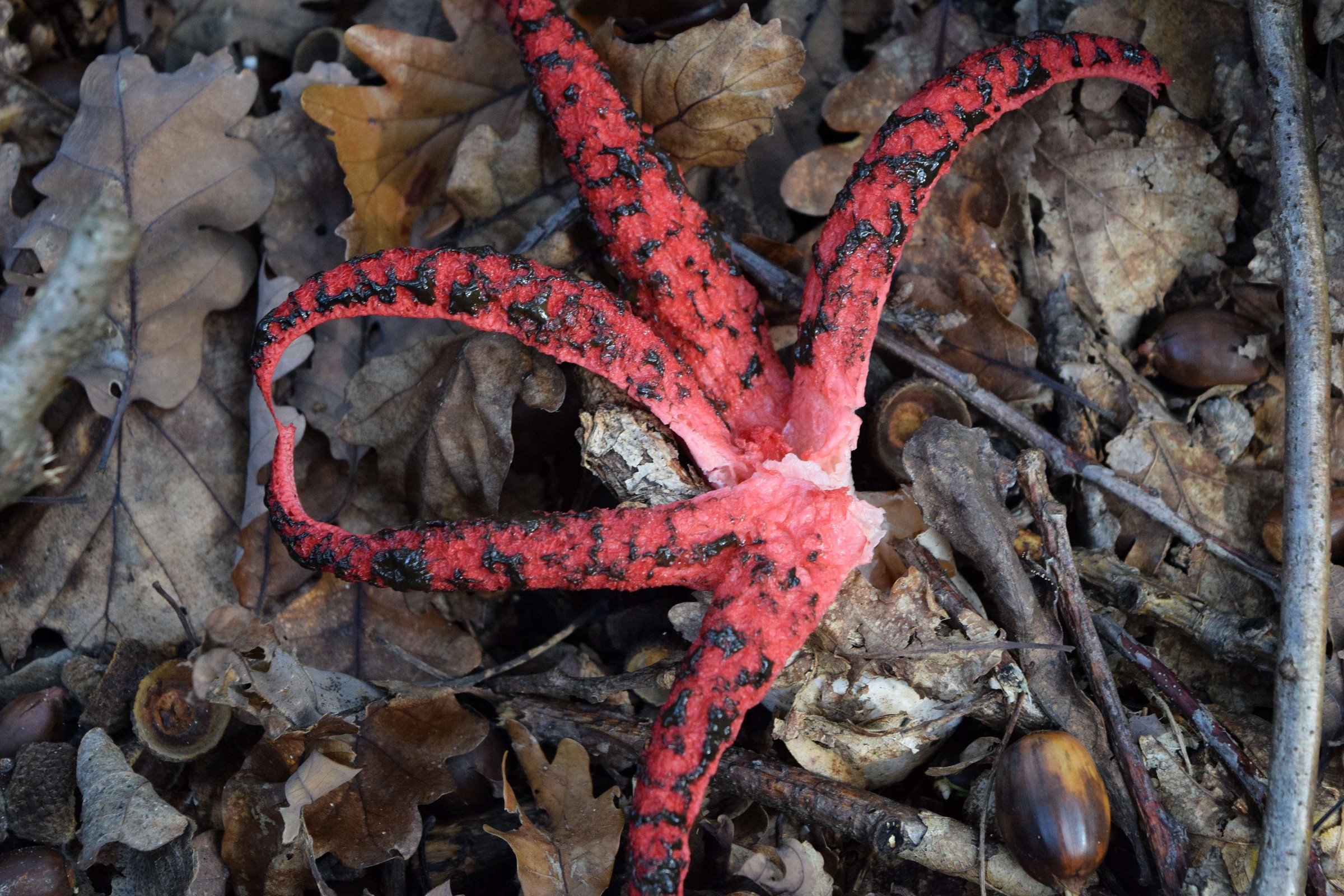 Sembra una stella marina ma...anche questo è un fungo