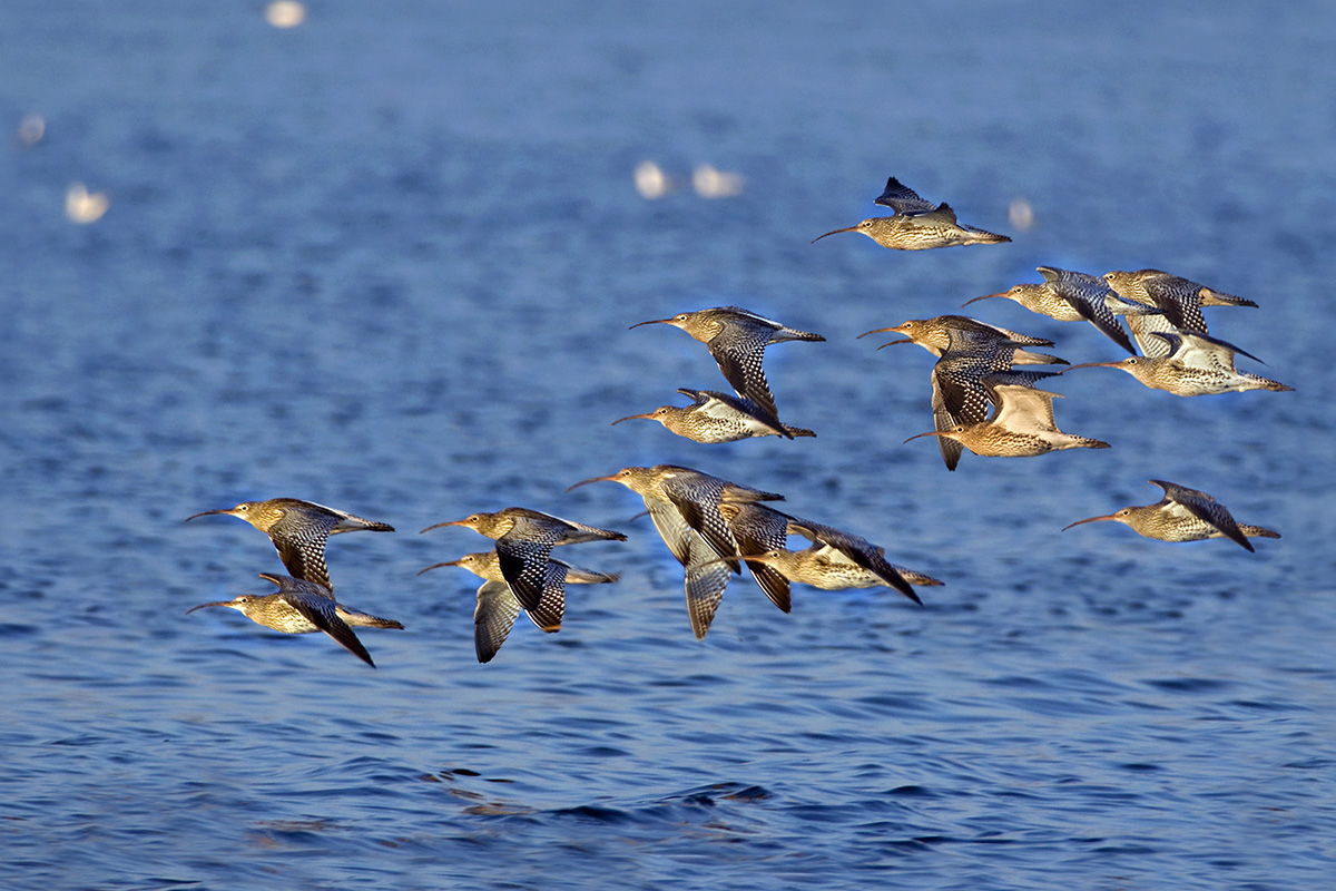 Curlews in flight
