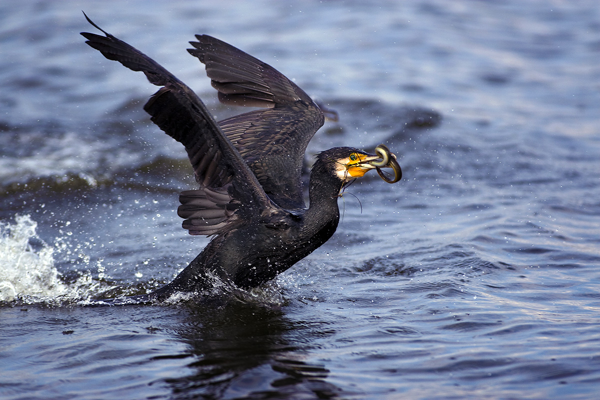 Cormorant