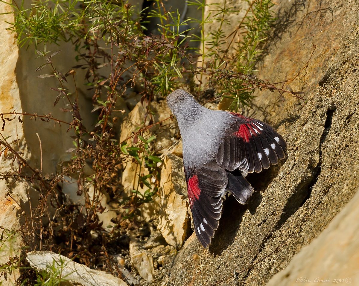 Come una farfalla, Picchio muraiolo