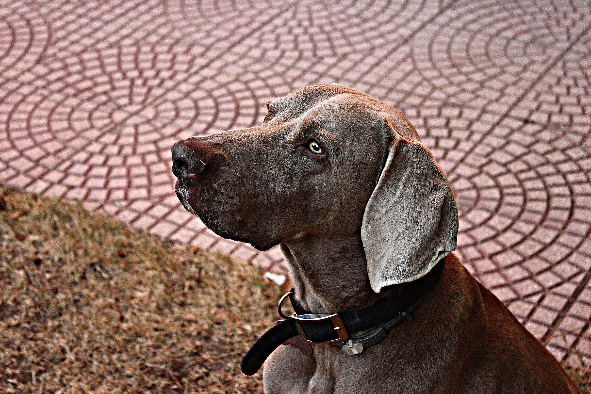 philip (effect Dave Hill)