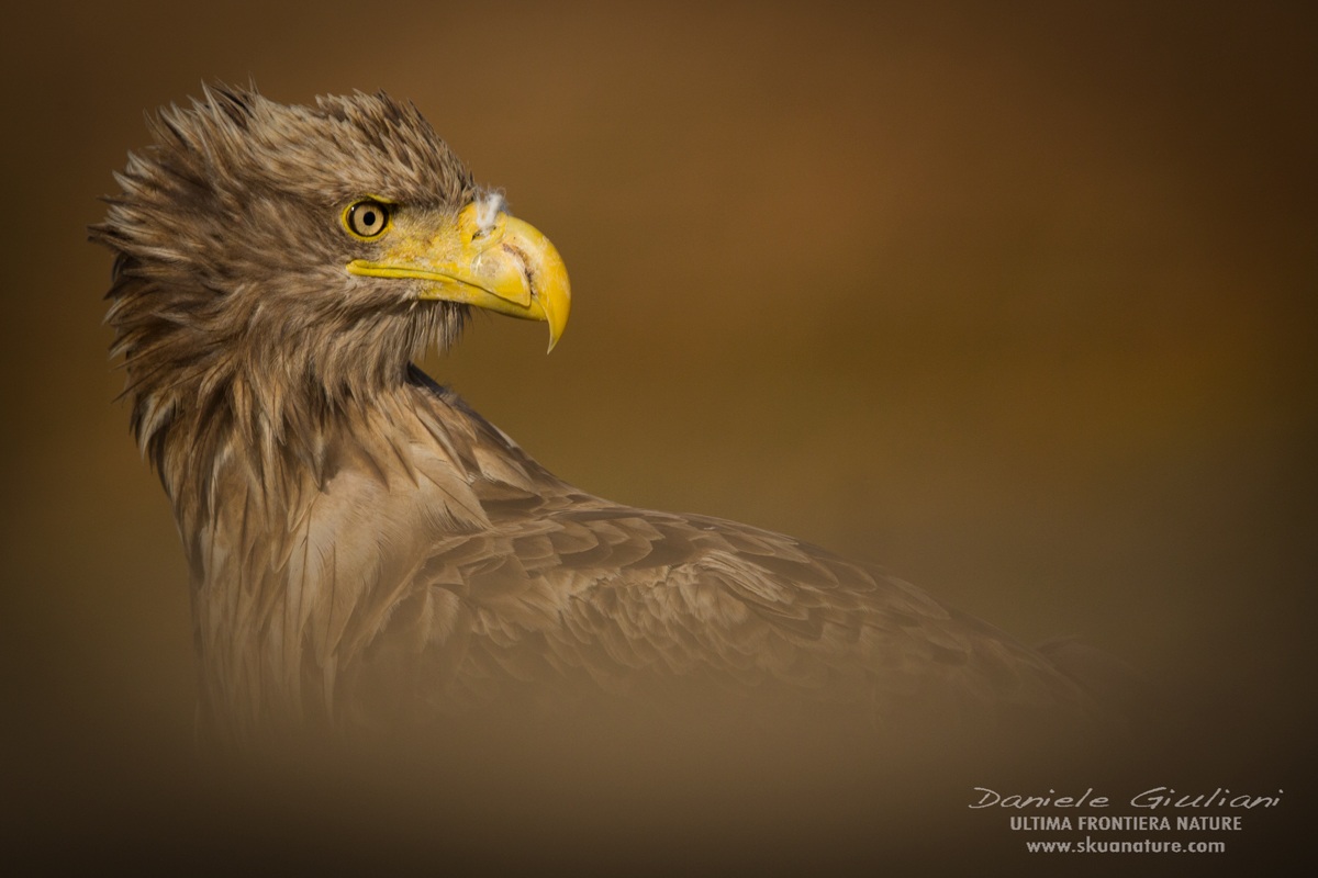 White-tailed eagle