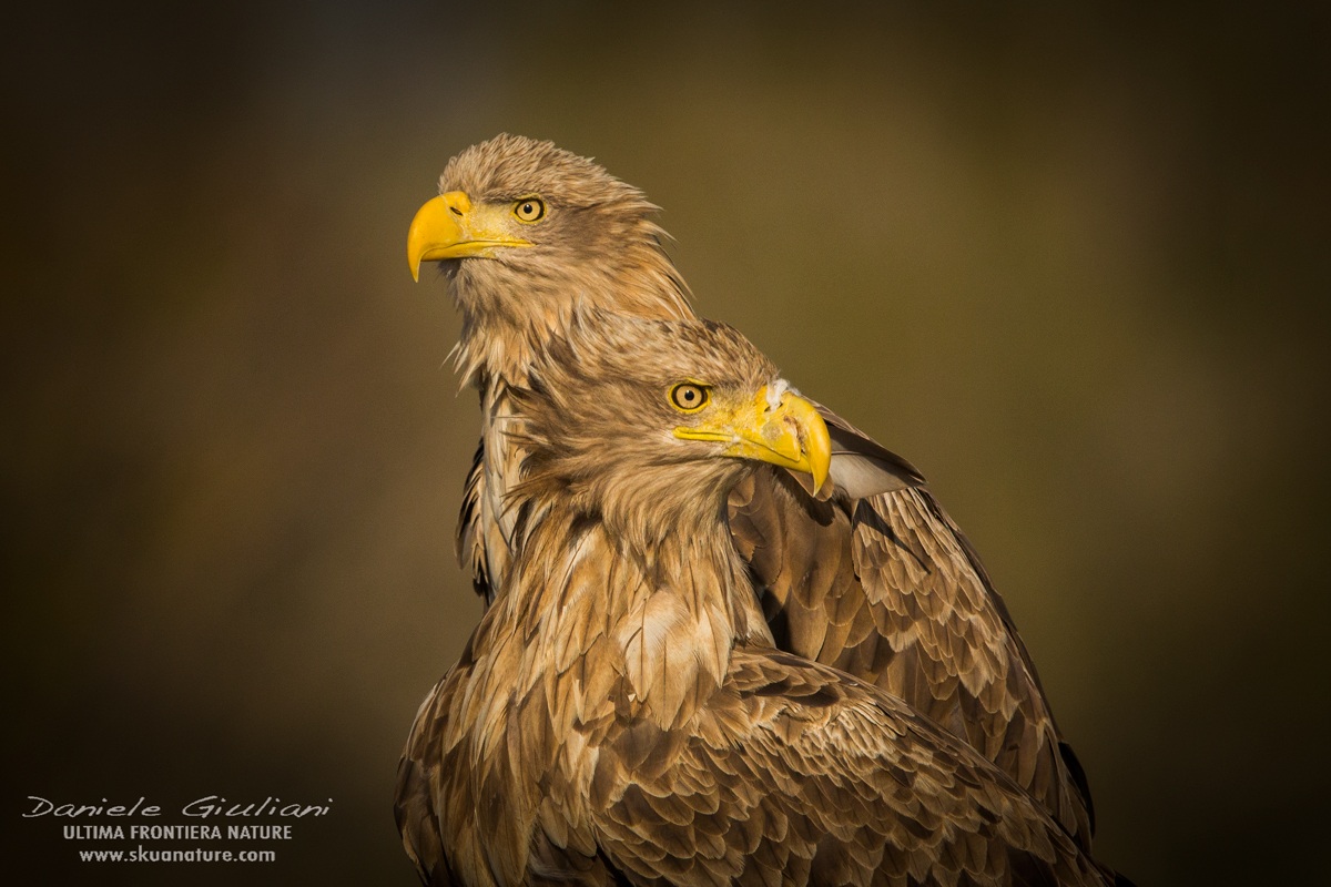 Whiite-tailed eagle...the guardians