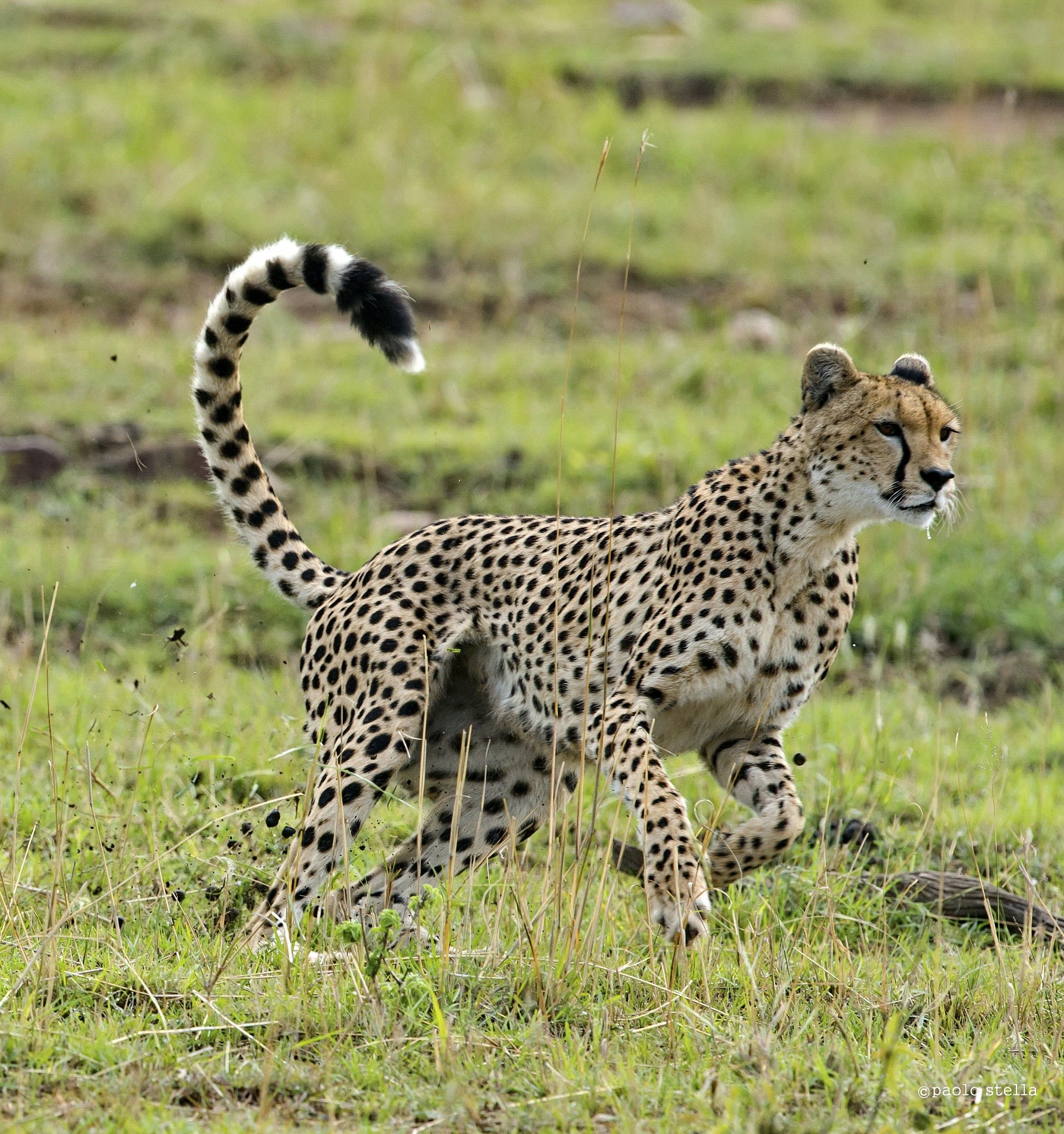 the hunting of the cheetah - 12