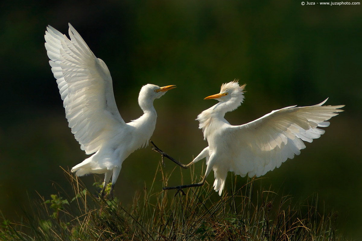 Bubulcus Ibis (Airone Guardabuoi), 003324