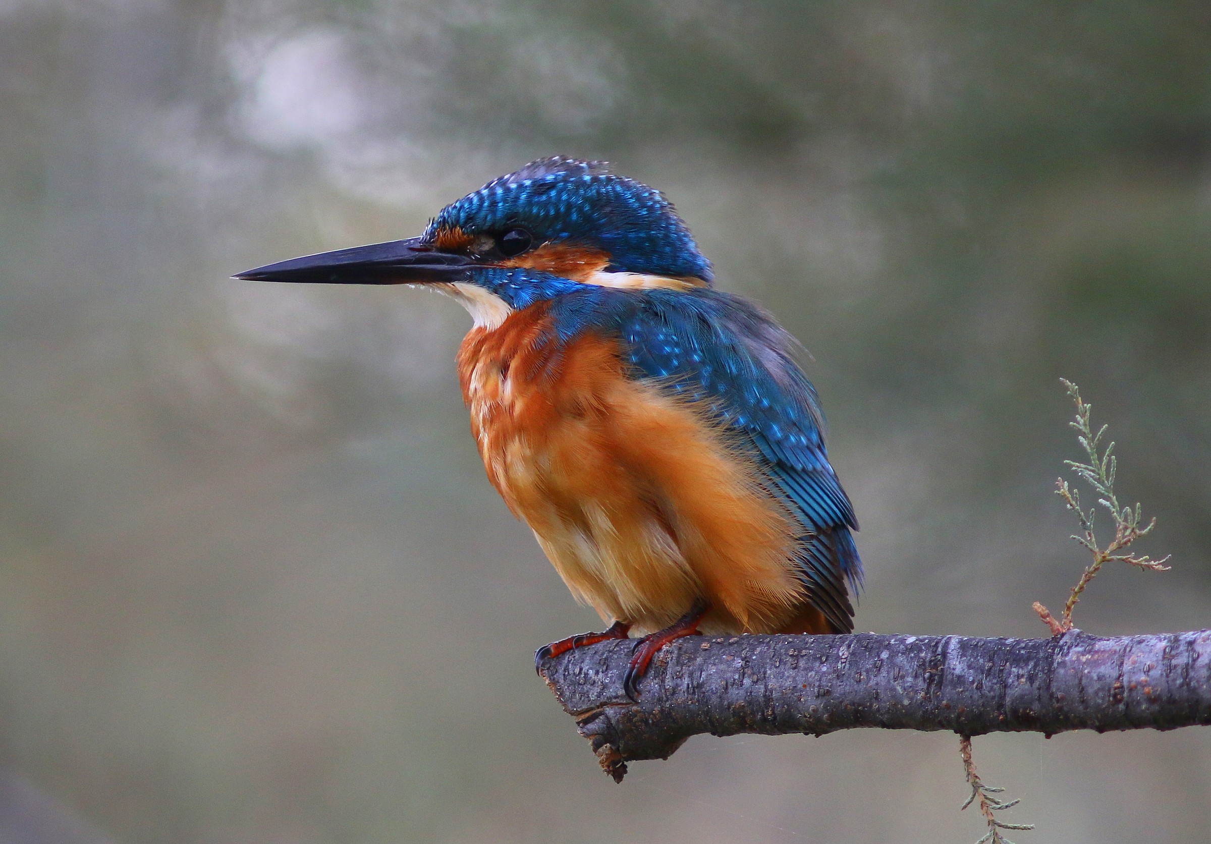 Kingfisher
