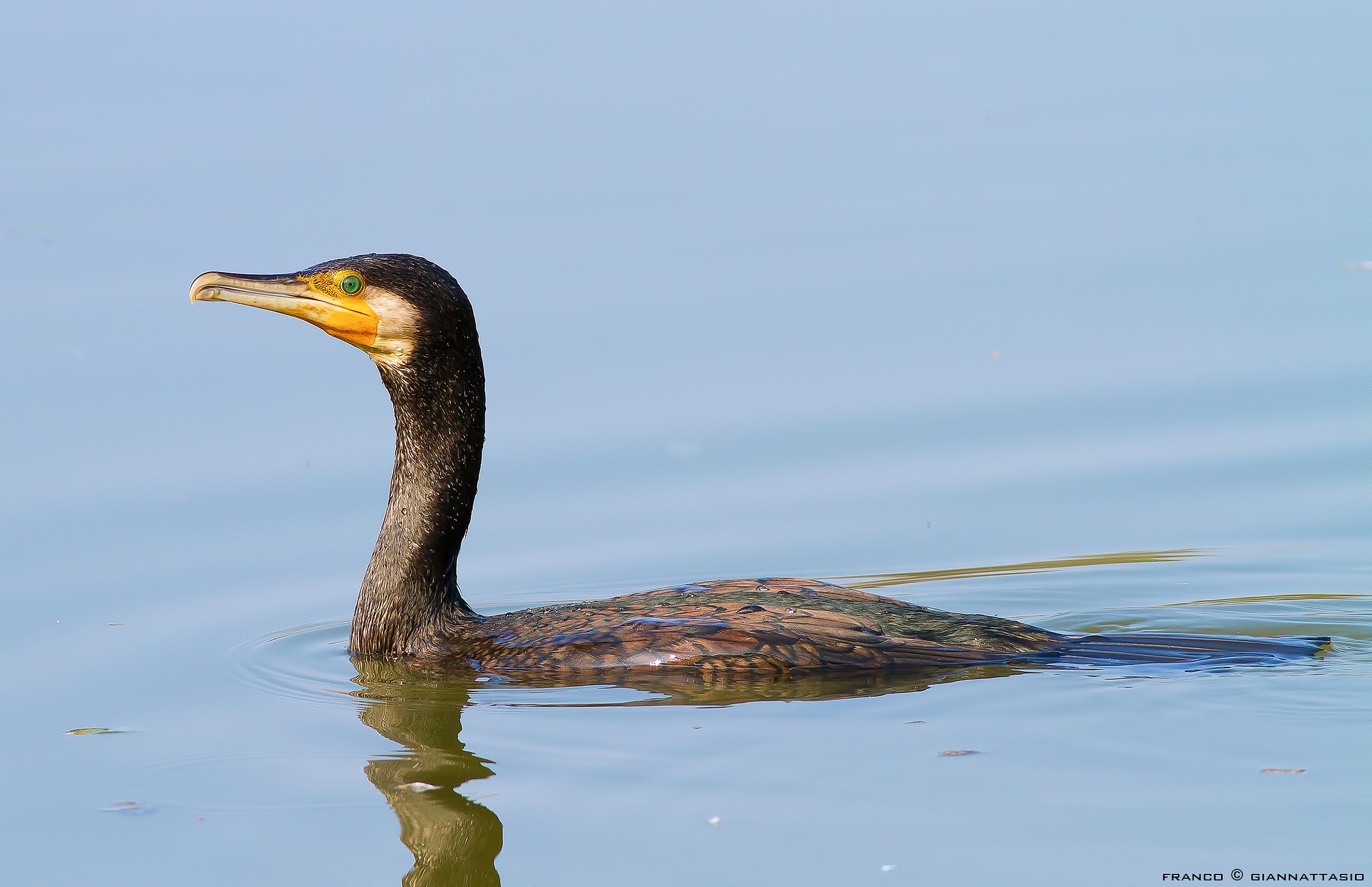 Cormorant.