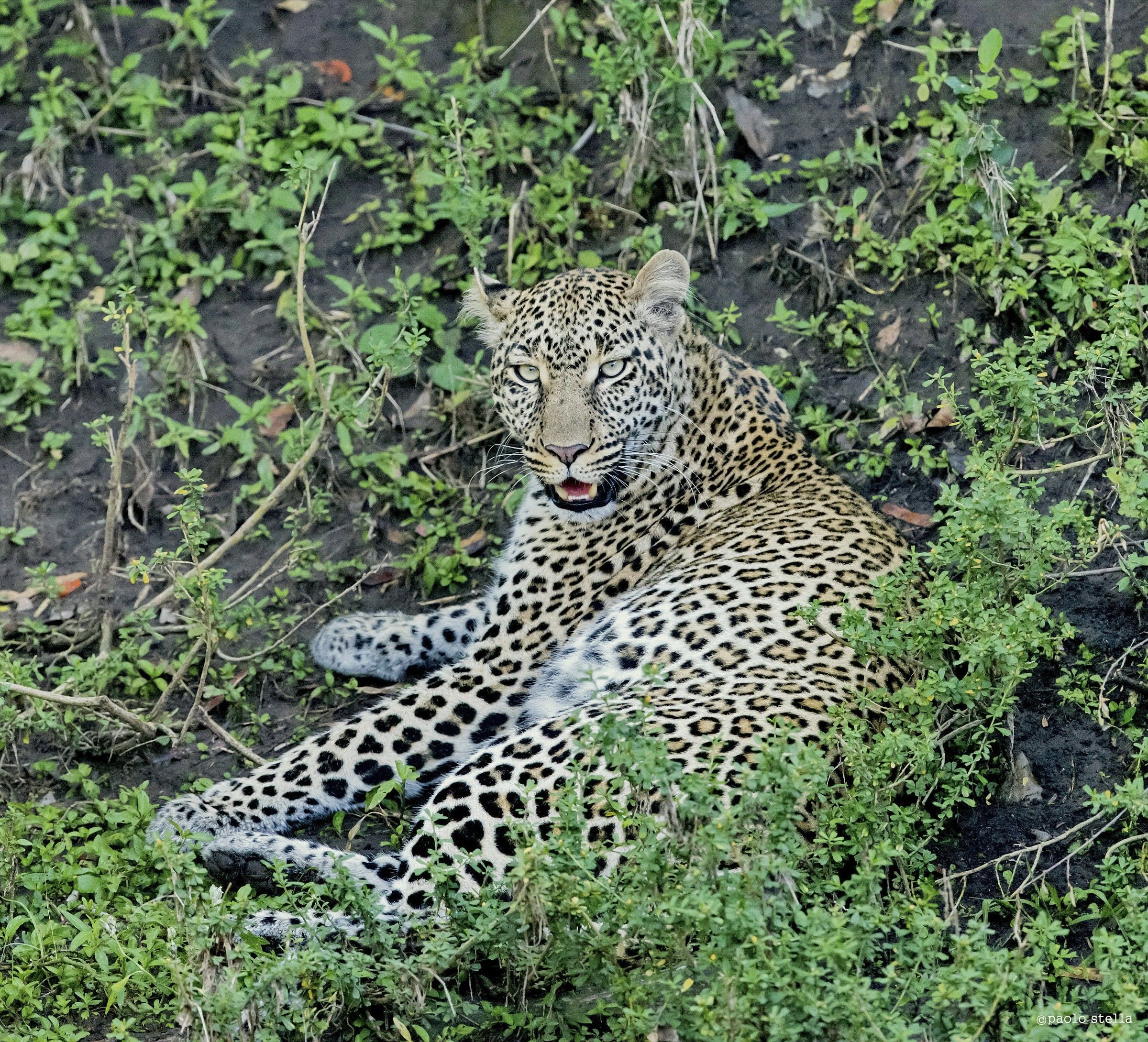 I'm the mother leopard